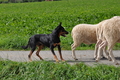 Kelpie-Umtrieb / Bild 12 von 90 / 17.08.2014 11:53 / DSC_3373.JPG