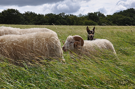 Kelpie-Umtrieb / Bild 28 von 90 / 17.08.2014 12:34 / DSC_5954.JPG