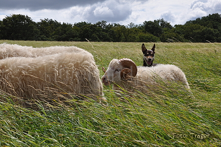 Kelpie-Umtrieb / Bild 28 von 90 / 17.08.2014 12:34 / DSC_5954.JPG