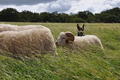 Kelpie-Umtrieb / Bild 28 von 90 / 17.08.2014 12:34 / DSC_5954.JPG