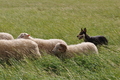 Kelpie-Umtrieb / Bild 29 von 90 / 17.08.2014 12:35 / DSC_3713.JPG