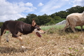 Kelpie-Umtrieb / Bild 32 von 90 / 17.08.2014 12:37 / DSC_6062.JPG