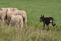 Kelpie-Umtrieb / Bild 41 von 90 / 17.08.2014 12:40 / DSC_3837.JPG