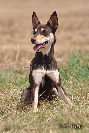 Kelpie-Umtrieb / Bild 50 von 90 / 17.08.2014 12:46 / DSC_3972.JPG