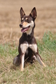 Kelpie-Umtrieb / Bild 50 von 90 / 17.08.2014 12:46 / DSC_3972.JPG