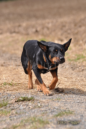 Kelpie-Umtrieb / Bild 53 von 90 / 17.08.2014 12:47 / DSC_3993.JPG