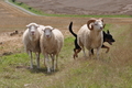 Kelpie-Umtrieb / Bild 58 von 90 / 17.08.2014 12:52 / DSC_4143.JPG