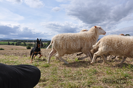 Kelpie-Umtrieb / Bild 59 von 90 / 17.08.2014 12:53 / DSC_6248.JPG