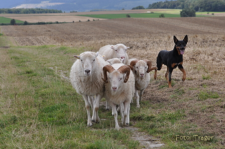 Kelpie-Umtrieb / Bild 60 von 90 / 17.08.2014 12:59 / DSC_4210.JPG