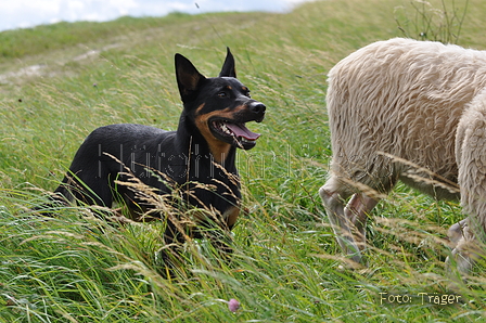 Kelpie-Umtrieb / Bild 62 von 90 / 17.08.2014 13:02 / DSC_4270.JPG