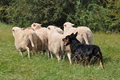 Kelpie-Umtrieb / Bild 64 von 90 / 17.08.2014 13:03 / DSC_4334.JPG