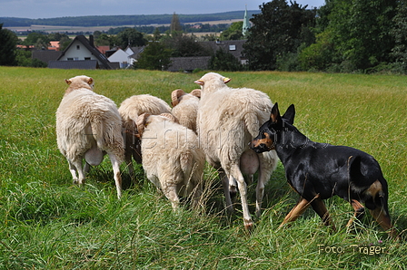 Kelpie-Umtrieb / Bild 67 von 90 / 17.08.2014 13:05 / DSC_6299.JPG