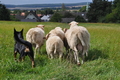 Kelpie-Umtrieb / Bild 68 von 90 / 17.08.2014 13:05 / DSC_6304.JPG