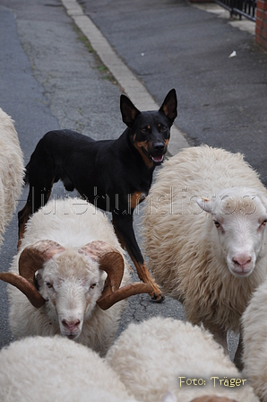 Kelpie-Umtrieb / Bild 73 von 90 / 17.08.2014 13:22 / DSC_6553.JPG