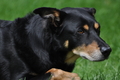 Kelpie-Umtrieb / Bild 75 von 90 / 17.08.2014 13:59 / DSC_4465.JPG