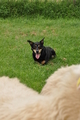 Kelpie-Umtrieb / Bild 78 von 90 / 17.08.2014 14:08 / DSC_6716.JPG