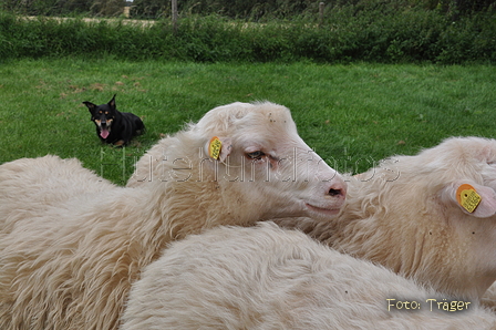 Kelpie-Umtrieb / Bild 79 von 90 / 17.08.2014 14:09 / DSC_6721.JPG