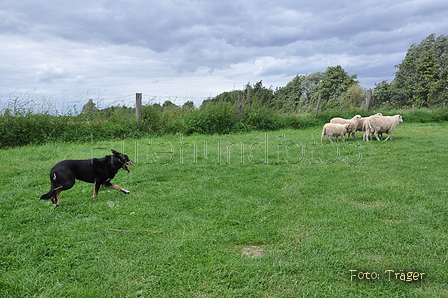 Kelpie-Umtrieb / Bild 80 von 90 / 17.08.2014 14:11 / DSC_6755.JPG