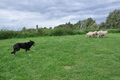 Kelpie-Umtrieb / Bild 80 von 90 / 17.08.2014 14:11 / DSC_6755.JPG