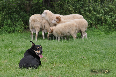 Kelpie-Umtrieb / Bild 81 von 90 / 17.08.2014 14:12 / DSC_4706.JPG