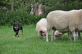 Kelpie-Umtrieb / Bild 84 von 90 / 17.08.2014 14:18 / DSC_6848.JPG