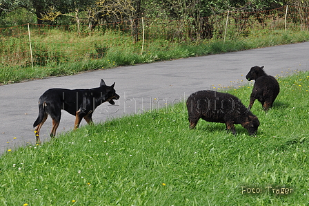 Kelpie-Umtrieb / Bild 86 von 90 / 17.08.2014 15:16 / DSC_4798.JPG