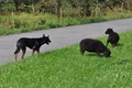 Kelpie-Umtrieb / Bild 86 von 90 / 17.08.2014 15:16 / DSC_4798.JPG