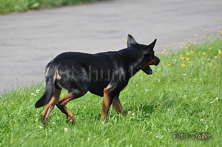 Kelpie-Umtrieb / Bild 88 von 90 / 17.08.2014 15:17 / DSC_4801.JPG