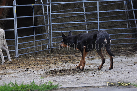 Kelpie-Umtrieb / Bild 89 von 90 / 17.08.2014 15:25 / DSC_4934.JPG