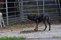 Kelpie-Umtrieb / Bild 89 von 90 / 17.08.2014 15:25 / DSC_4934.JPG