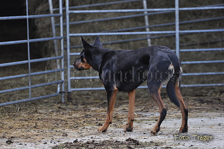 Kelpie-Umtrieb / Bild 90 von 90 / 17.08.2014 15:25 / DSC_4939.JPG