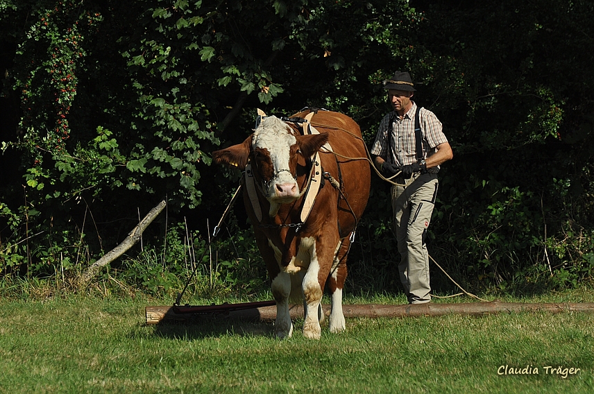 Pferdestark / Bild 21 von 76 / 24.08.2019 11:03 / DSC_2833.JPG