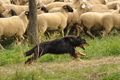 VDL Bundeshüten 2015 / Bild 7 von 169 / 12.09.2015 11:58 / DSC_6742.JPG