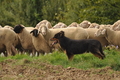 VDL Bundeshüten 2015 / Bild 8 von 169 / 12.09.2015 12:01 / DSC_6771.JPG