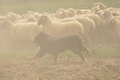 VDL Bundeshüten 2015 / Bild 9 von 169 / 12.09.2015 12:02 / DSC_6825.JPG