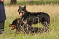 VDL Bundeshüten 2015 / Bild 13 von 169 / 12.09.2015 12:10 / DSC_6929.JPG