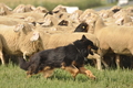 VDL Bundeshüten 2015 / Bild 21 von 169 / 12.09.2015 14:02 / DSC_7182.JPG