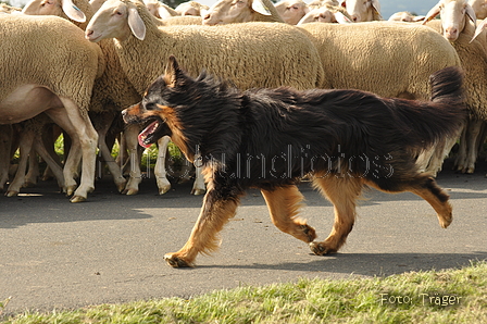 VDL Bundeshüten 2015 / Bild 27 von 169 / 12.09.2015 14:29 / DSC_7454.JPG