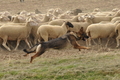 VDL Bundeshüten 2015 / Bild 38 von 169 / 12.09.2015 14:59 / DSC_7725.JPG