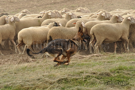 VDL Bundeshüten 2015 / Bild 39 von 169 / 12.09.2015 14:59 / DSC_7726.JPG