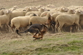 VDL Bundeshüten 2015 / Bild 39 von 169 / 12.09.2015 14:59 / DSC_7726.JPG