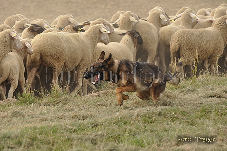 VDL Bundeshüten 2015 / Bild 41 von 169 / 12.09.2015 14:59 / DSC_7730.JPG