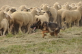 VDL Bundeshüten 2015 / Bild 41 von 169 / 12.09.2015 14:59 / DSC_7730.JPG