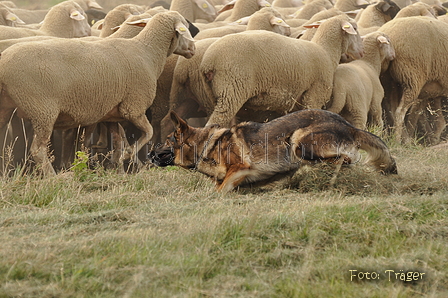 VDL Bundeshüten 2015 / Bild 42 von 169 / 12.09.2015 14:59 / DSC_7732.JPG