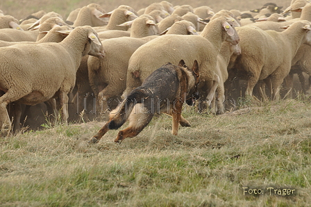 VDL Bundeshüten 2015 / Bild 43 von 169 / 12.09.2015 14:59 / DSC_7734.JPG