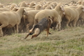 VDL Bundeshüten 2015 / Bild 43 von 169 / 12.09.2015 14:59 / DSC_7734.JPG