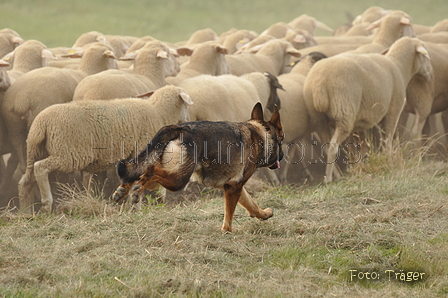 VDL Bundeshüten 2015 / Bild 44 von 169 / 12.09.2015 14:59 / DSC_7737.JPG