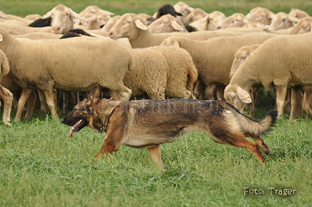 VDL Bundeshüten 2015 / Bild 47 von 169 / 12.09.2015 15:05 / DSC_7848.JPG