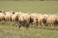 VDL Bundeshüten 2015 / Bild 52 von 169 / 12.09.2015 15:25 / DSC_8013.JPG