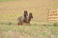 VDL Bundeshüten 2015 / Bild 53 von 169 / 12.09.2015 15:26 / DSC_8034.JPG